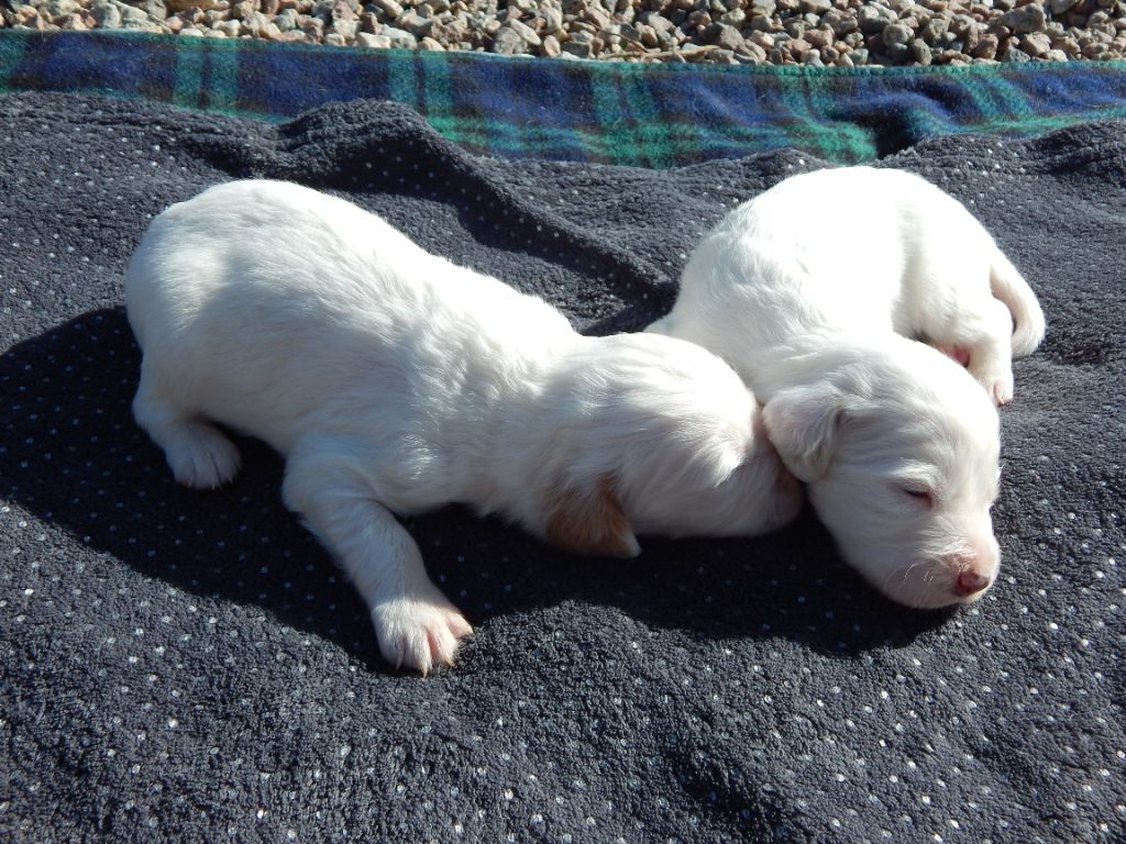 du Mas d'Eyraud - Chiots disponibles - Setter Anglais