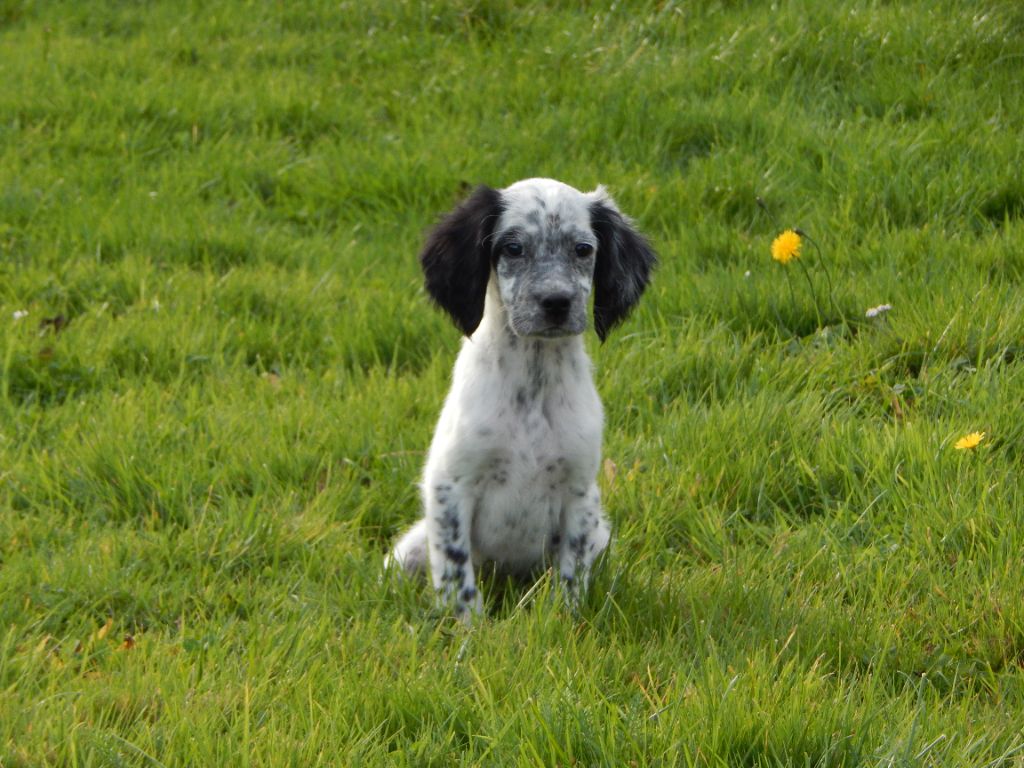 du Mas d'Eyraud - Chiots disponibles - Setter Anglais