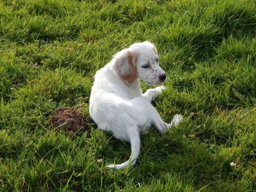 du Mas d'Eyraud - Chiots disponibles - Setter Anglais